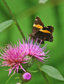 Golden Banded-Skipper